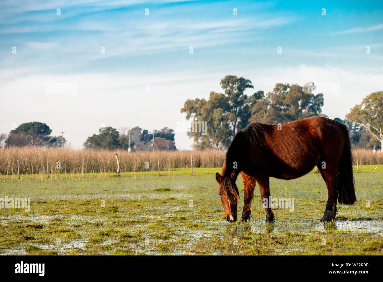 A Creole race mare pace in a watering hole Stock Photo