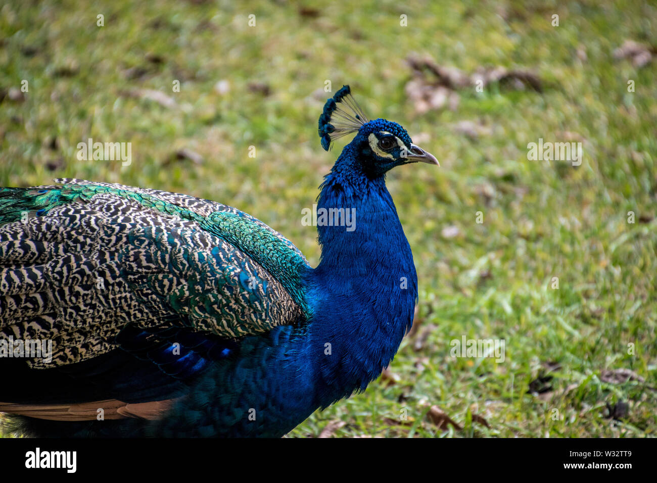 A peacock with their feathers down Stock Photo Alamy