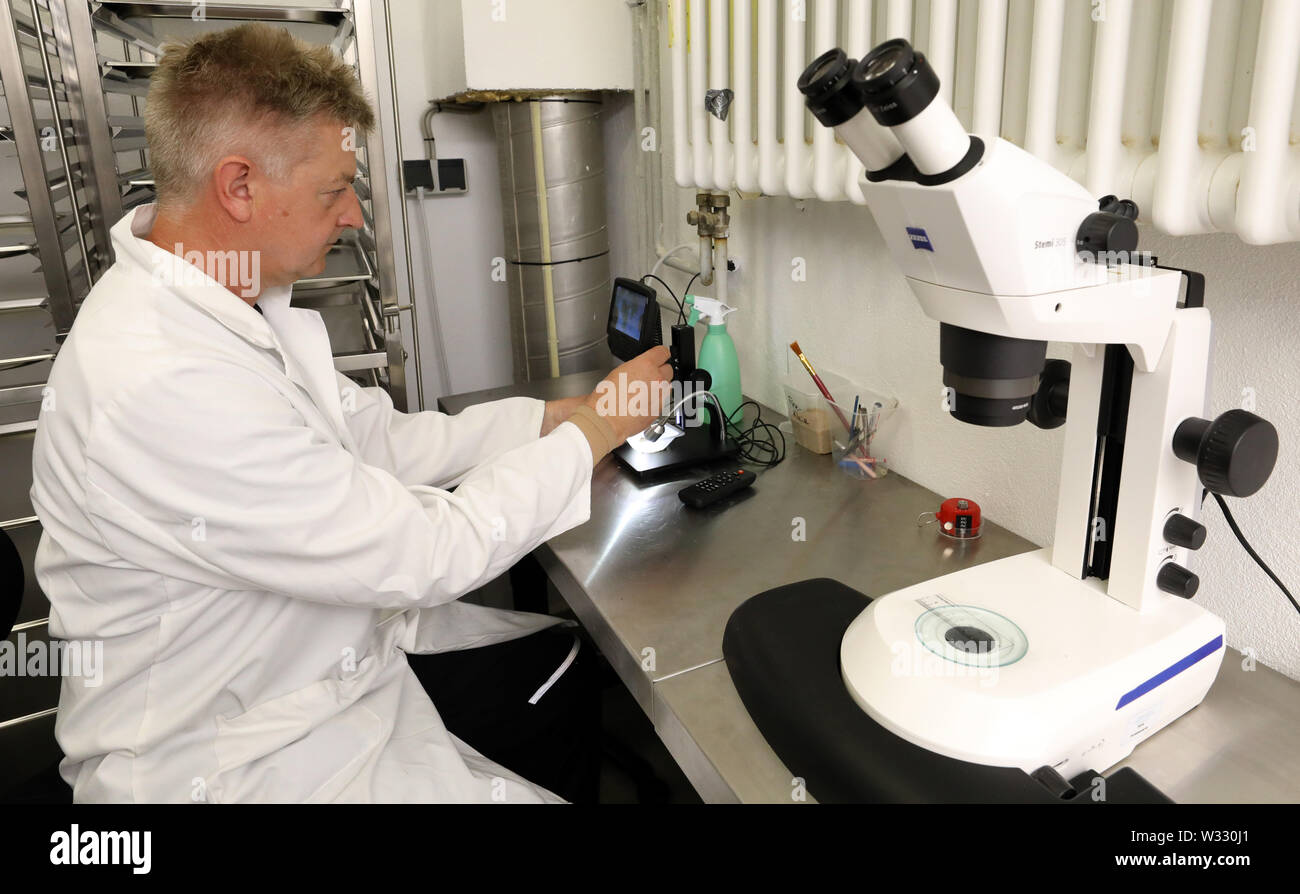Dummerstorf, Germany. 11th July, 2019. At the Leibniz Institute for Farm Animal Biology (FBN), Manfred Mielenz, biologist, is working on a microscope to count the larvae of the first soldier fly colony and use them for further experiments. The scientists are investigating whether and how the up to two centimetre large black soldier flies and their protein-rich larvae can be used as a high-quality protein source for animal feed. Credit: Bernd Wüstneck/dpa-Zentralbild/dpa/Alamy Live News Stock Photo