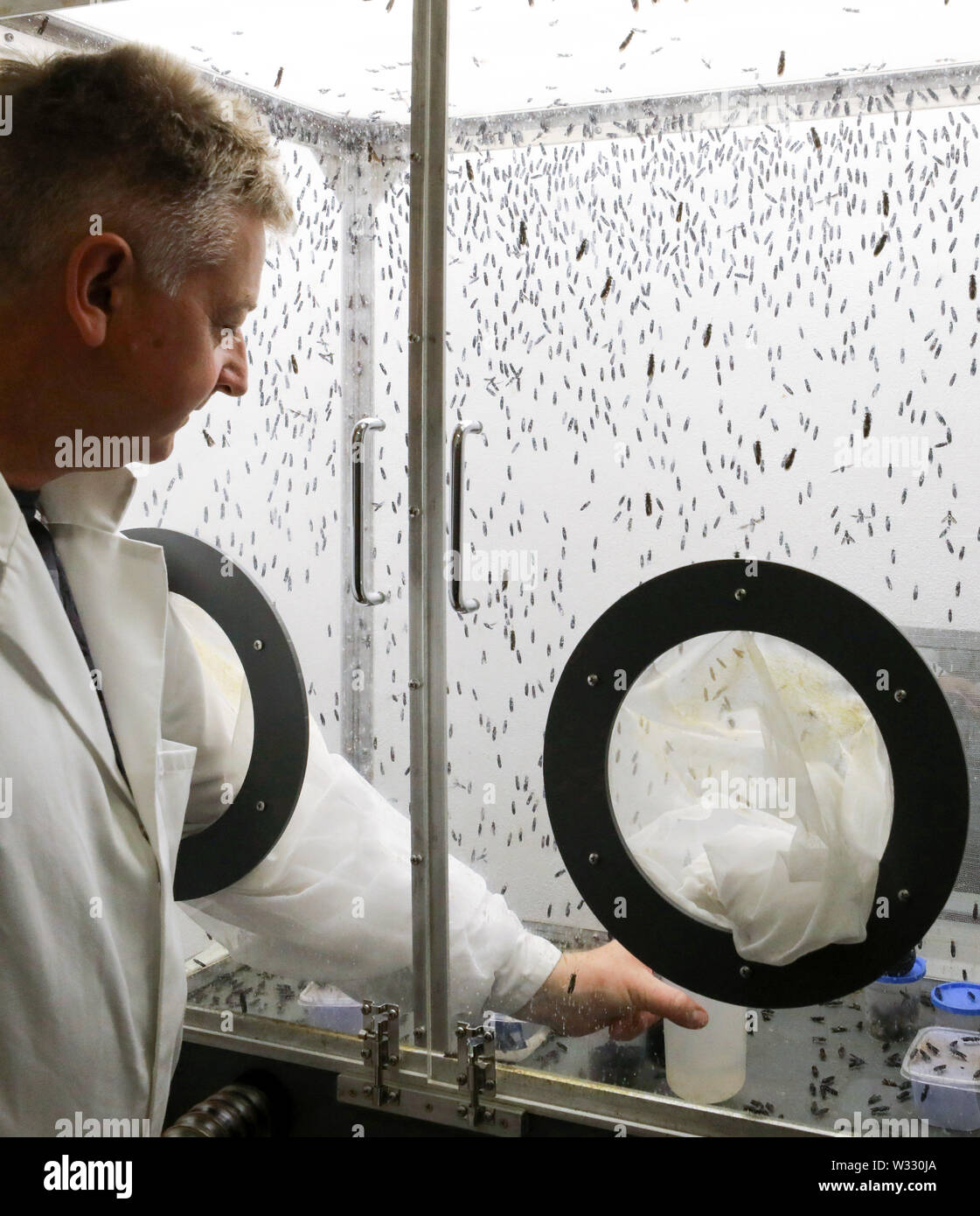 Dummerstorf, Germany. 11th July, 2019. At the Leibniz Institute for Farm Animal Biology (FBN), Manfred Mielenz, biologist, handles the first soldier fly colony in a fly cage. The scientists are investigating whether and how the up to two centimetre large black soldier flies and their protein-rich larvae can be used as a high-quality protein source for animal feed. Credit: Bernd Wüstneck/dpa-Zentralbild/dpa/Alamy Live News Stock Photo