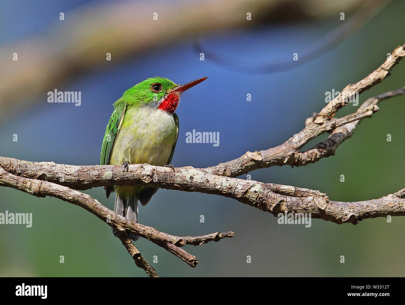Jamaican Tody (Todus todus) adult perched on dead branch, endemic Jamaican species  Marshall's Pen, Jamaica                 March Stock Photo