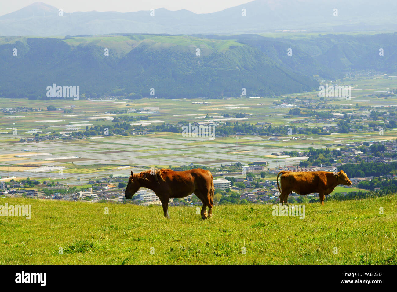 Japanese Ranches Ranch in Aso, Kumamoto Prefecture, Japan Stock Photo - Alamy
