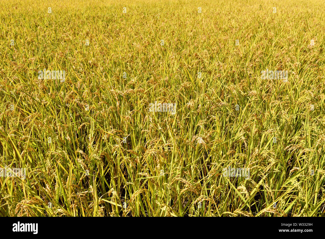 Yellow color of rice plant Stock Photo - Alamy