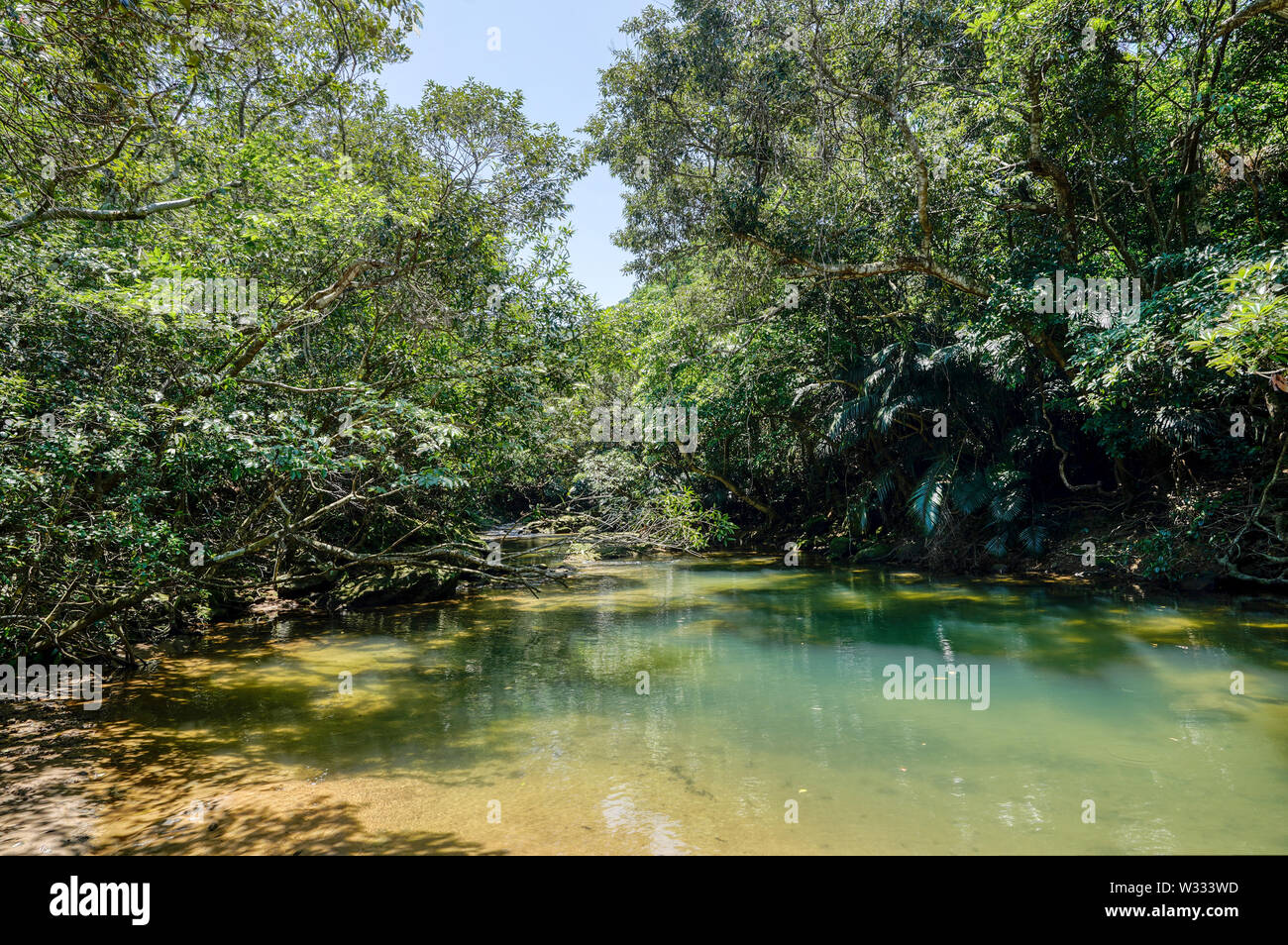 Japanese Gangle Jungle in Iriomote Island, Okinawa Prefecture, Japan Stock Photo - Alamy