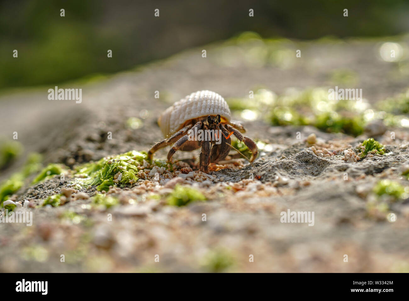Rainforest the hermit crab hi-res stock photography and images - Alamy