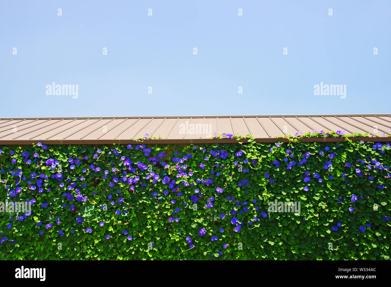 Big Blueper Japanese Morning Glory Seeds – 6 Qty – Open Pollinated, USA Grown, Climbing Vine