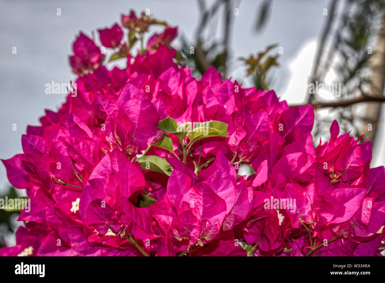 This Unique Photo Shows A Beautiful Bougainvillea Flower This Picture Was Taken On An Island Of The Maldives Stock Photo Alamy This Unique Photo Shows A Beautiful Bougainvillea Flower This Picture Was Taken On An Island Of The Maldives Stock Photo Alamy