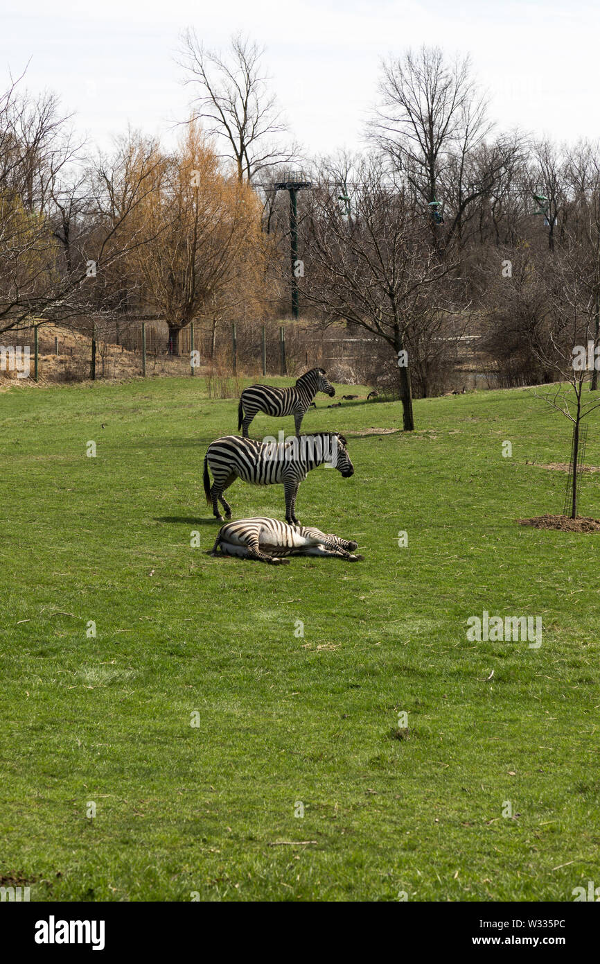 A tired zebra's companions serve as sentinels while he lies down at the Fort Wayne Children's Zoo in Fort Wayne, Indiana, USA. Stock Photo