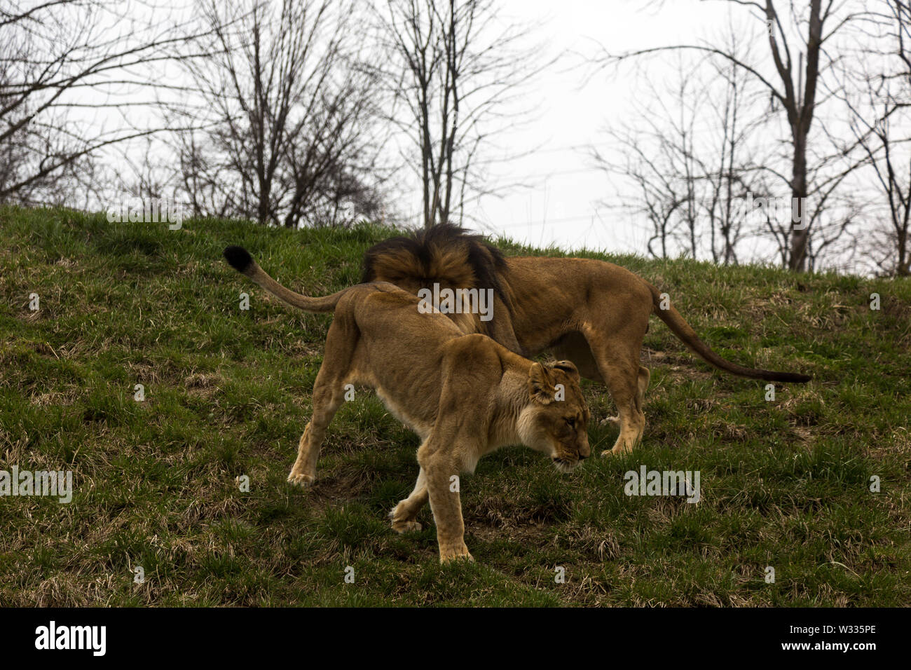 Bahati and Ina, the two African Lions at the Fort Wayne Children's Zoo, during their mating ritual in their enclosure in Fort Wayne, Indiana, USA. Stock Photo