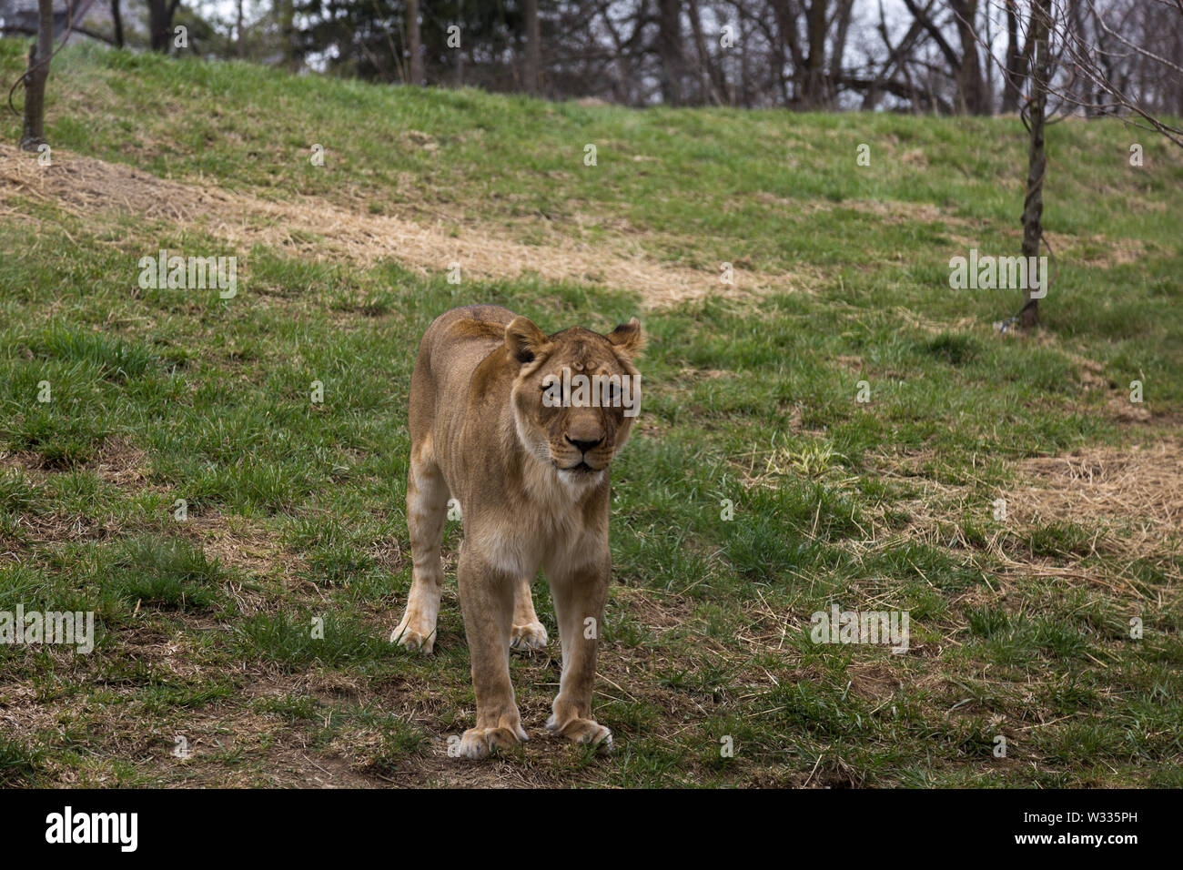 Ina, the female African Lion at the Fort Wayne Children's Zoo, in her enclosure in Fort Wayne, Indiana, USA. Stock Photo