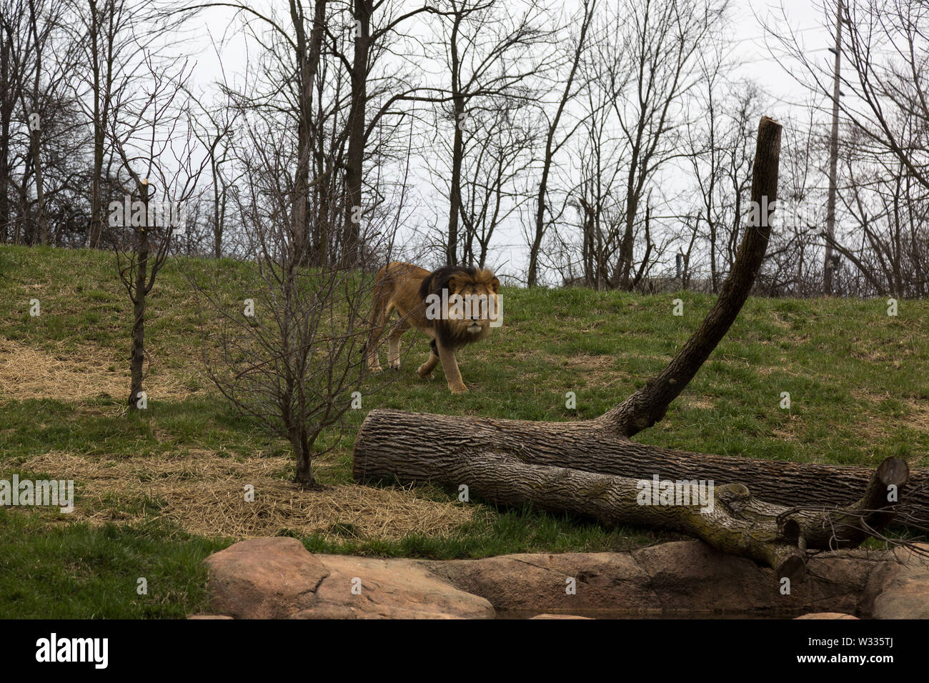 Bahati, the male African Lion at the Fort Wayne Children's Zoo, roams his enclosure in Fort Wayne, Indiana, USA. Stock Photo