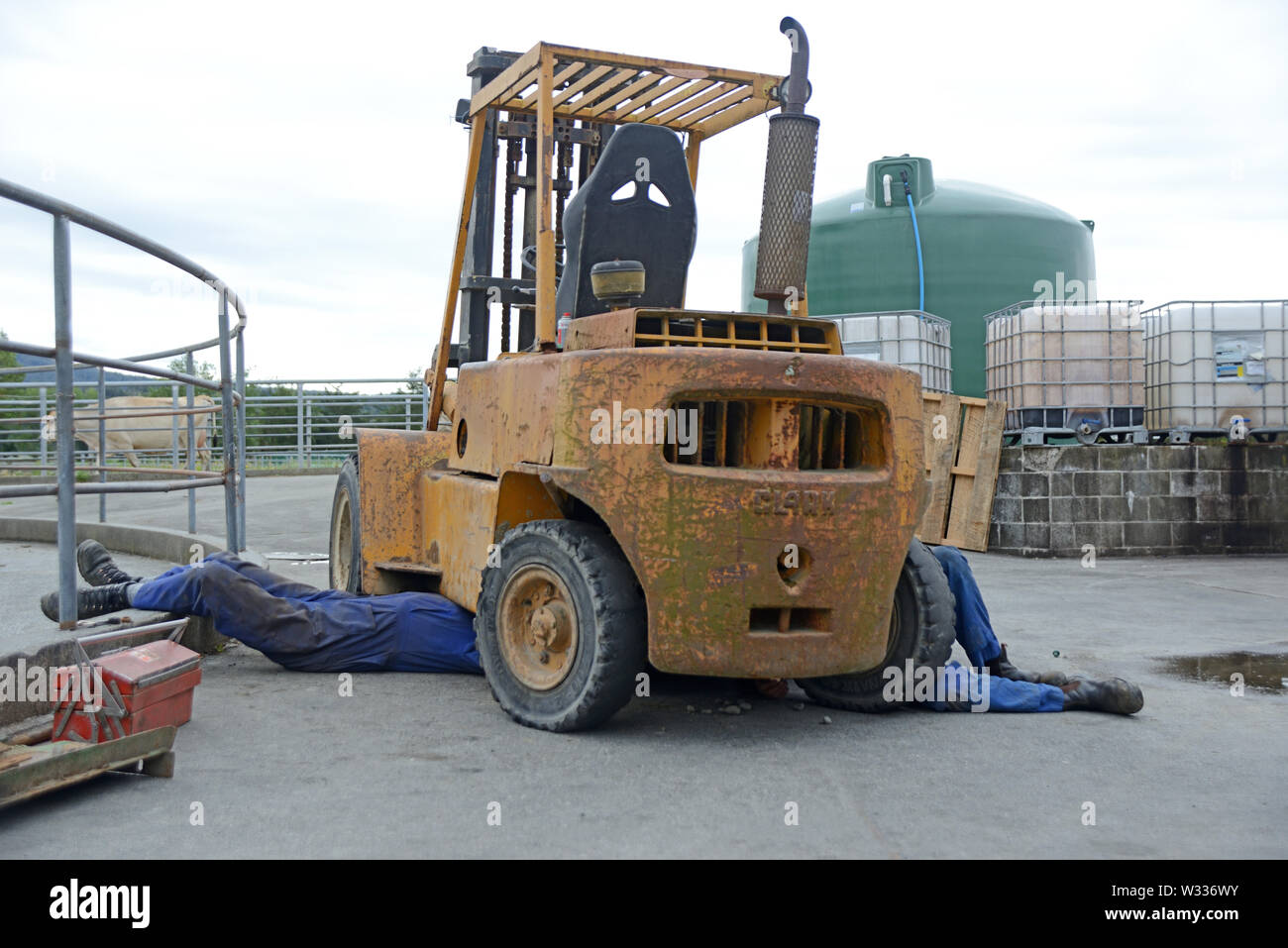 Two mechanics work underneath a forklift parked up at a dairy yard Stock Photo