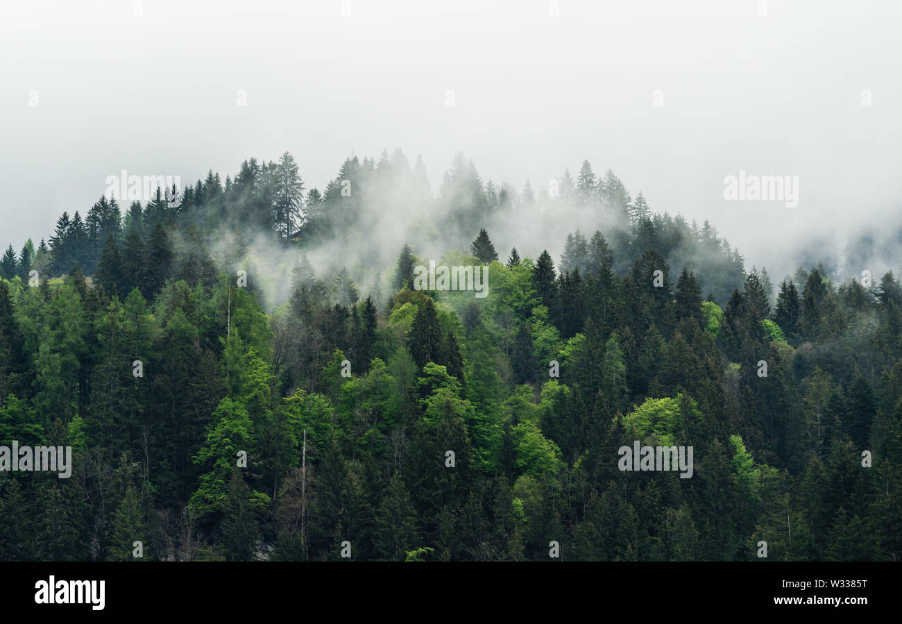 Misty landscape with pine forests in the morning Stock Photo