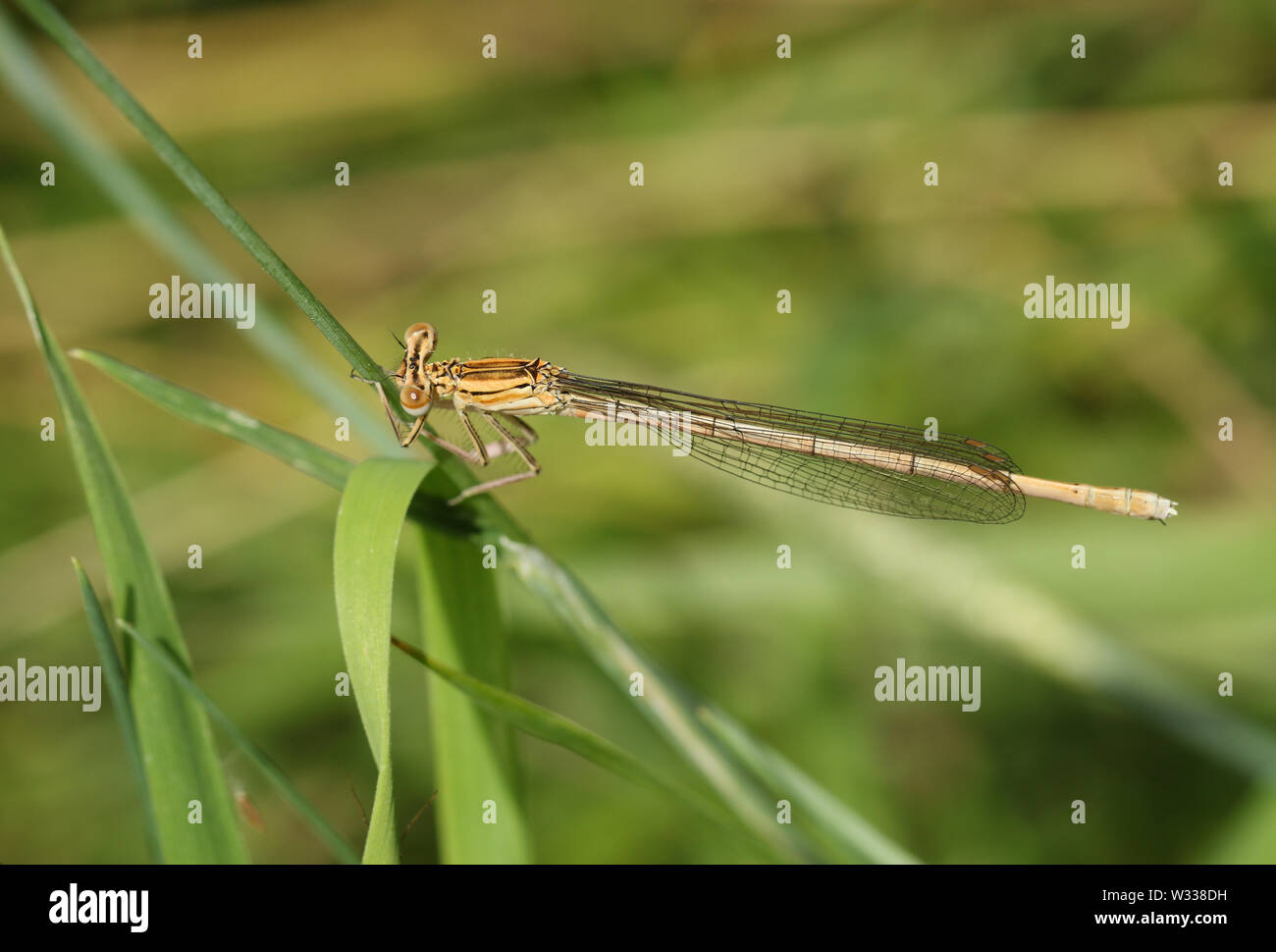 Female white legged damselfly hi-res stock photography and images - Alamy