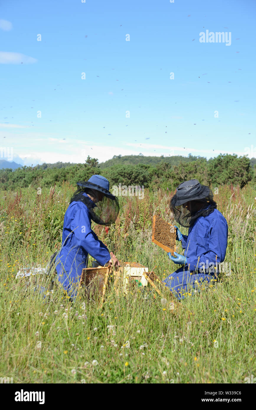 Two beekeepers check their hives in a grassy paddock during summer Stock Photo
