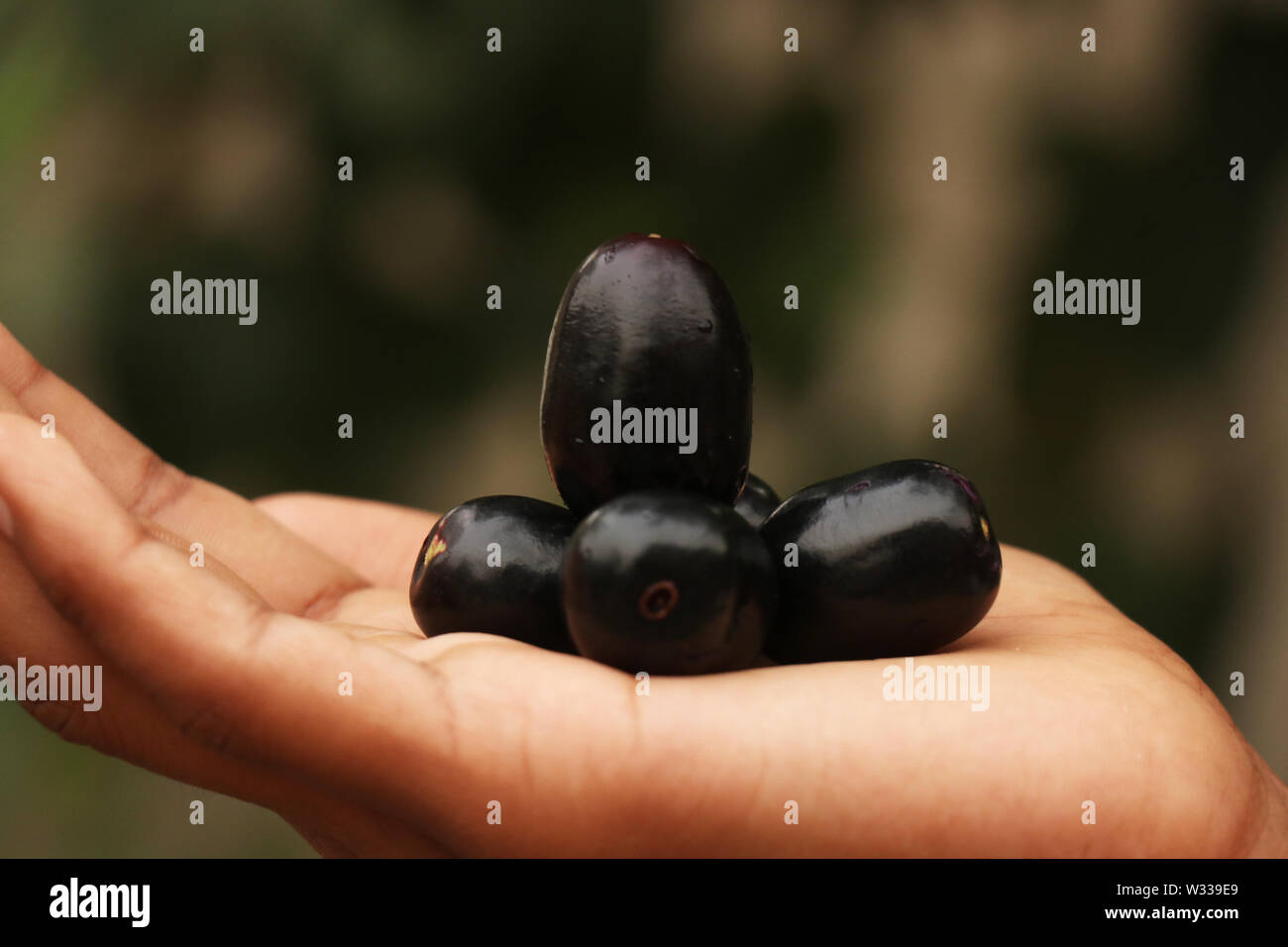 blu berry fruit must poisonous Stock Photo