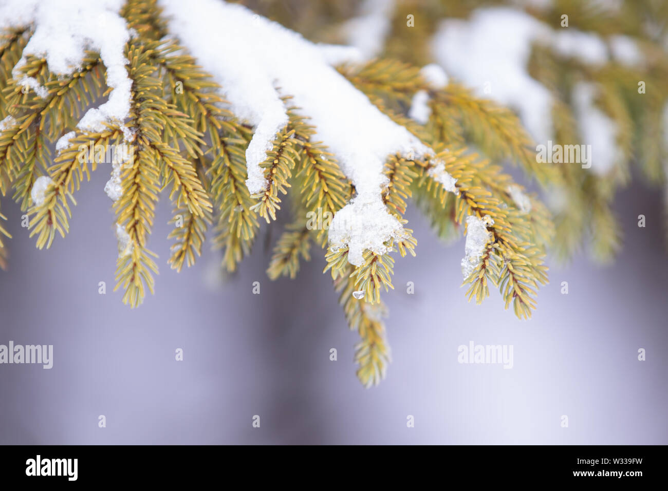 Black Spruce Pine Tree Picea Mariana Up Close With Ice and Snow in Winter Stock Photo