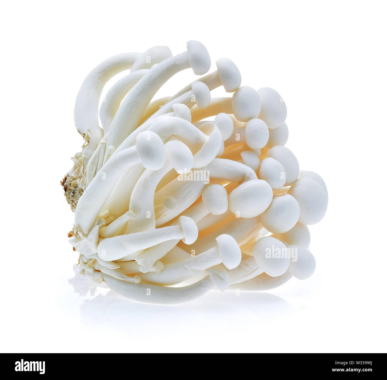 Shimeji mushroom, White beech mushrooms (Edible mushroom) isolated on