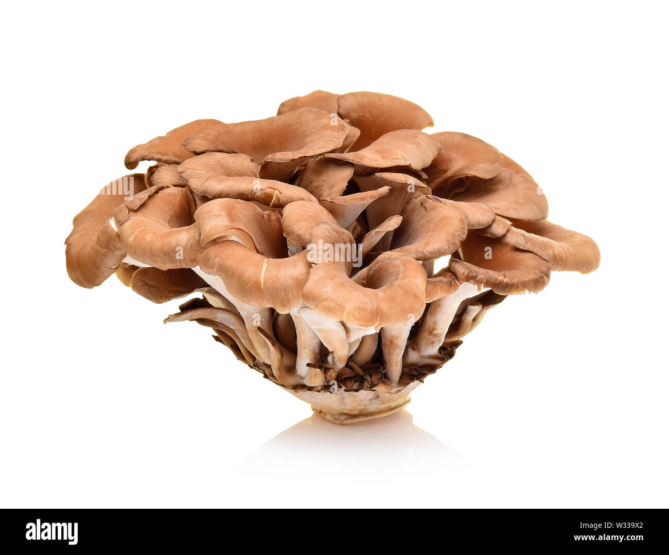 Oyster shimeji mushrooms Cut Out Stock Images & Pictures Alamy