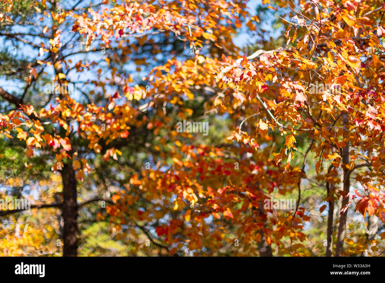 Great Falls yellow orange autumn maple trees color closeup in Maryland colorful foliage forest in Billy Goat Trail Stock Photo