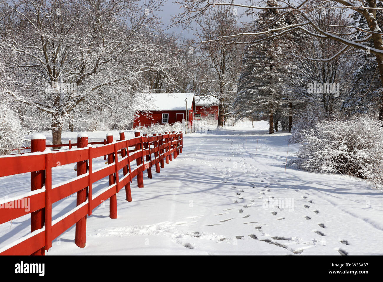 Rural landscape with red barns, wooden red fence and trees covered by fresh snow in sunlight. Scenic winter view at Wisconsin, Midwest USA, Madison ar Stock Photo
