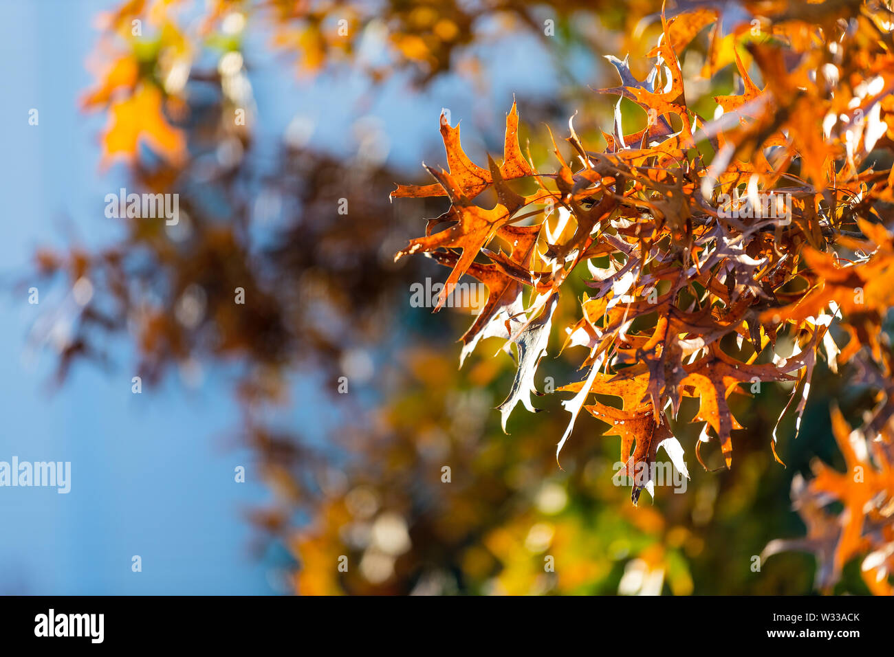 Virginia yellow orange autumn oak leaves looking up view of colorful foliage isolated against blue sky background Stock Photo