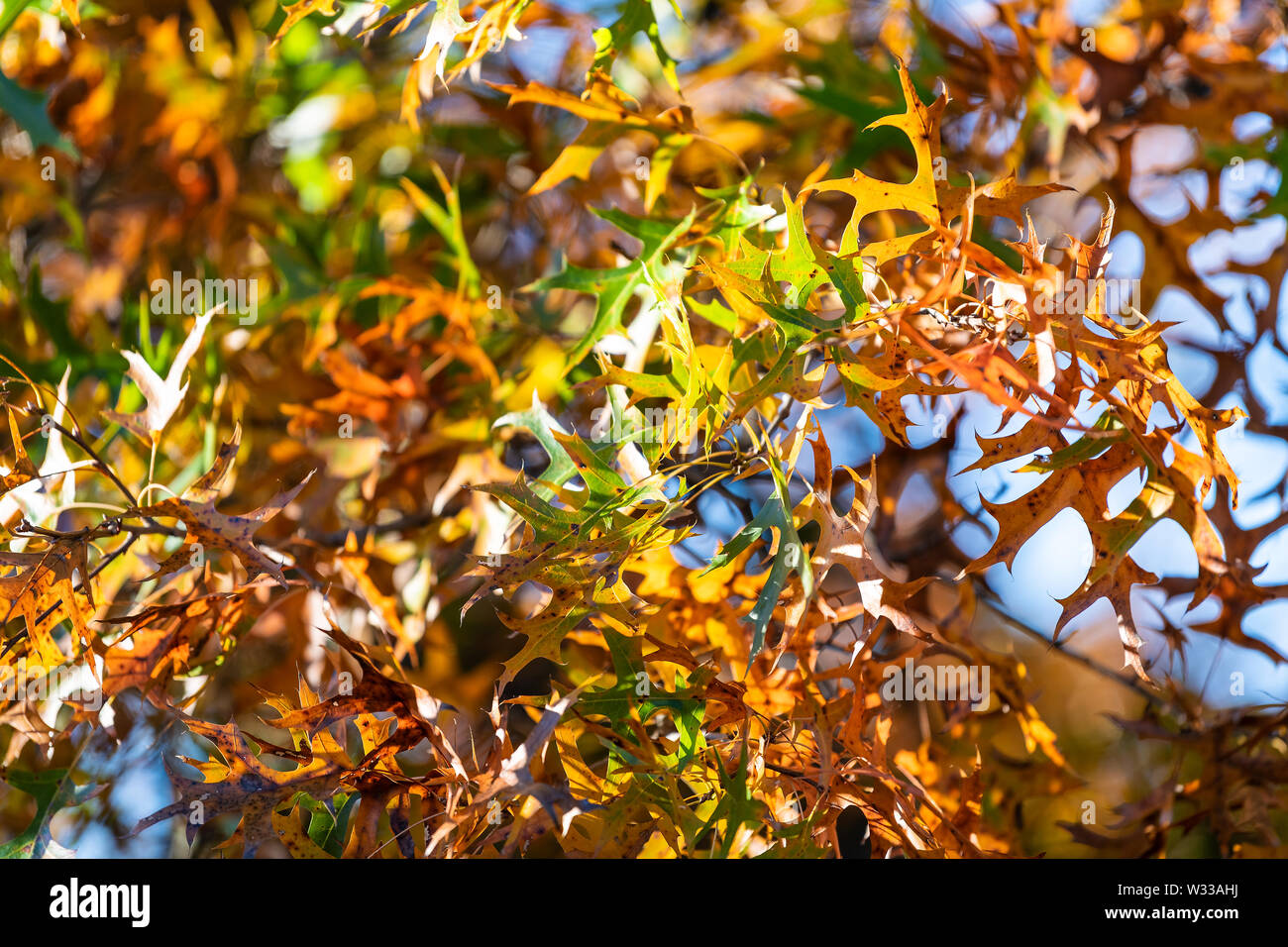 Virginia yellow orange green autumn oak leaves looking up view of colorful foliage isolated against blue sky background Stock Photo