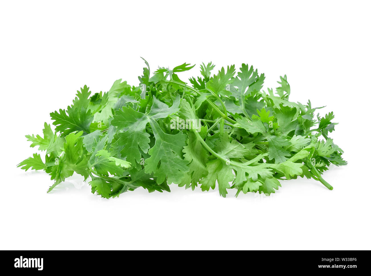 Fresh coriander leaf isolated on white background Stock Photo Alamy