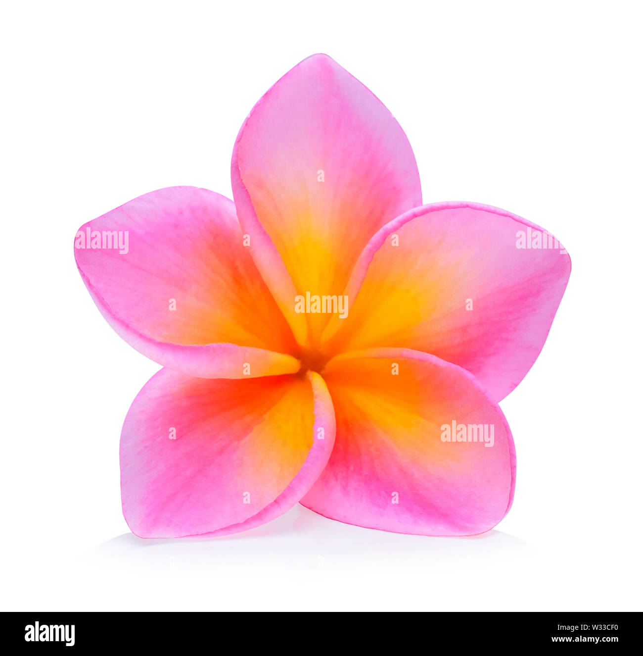 Frangipani flower on white background Stock Photo Alamy