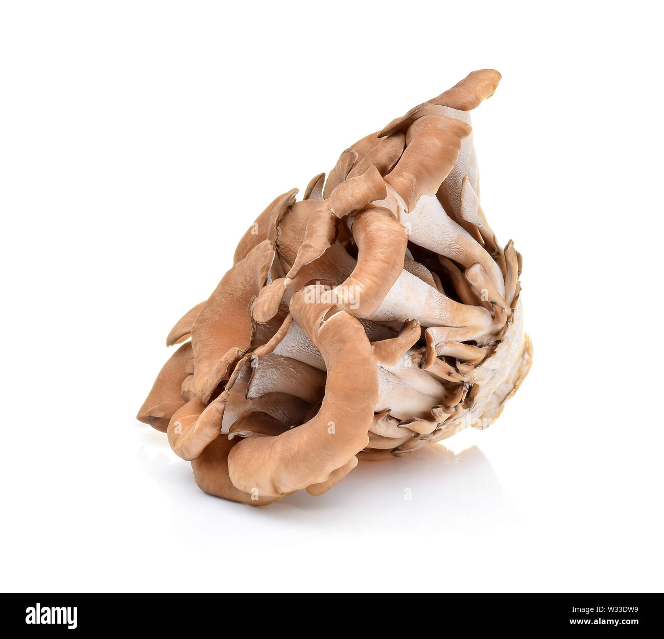 Oyster shimeji mushrooms Cut Out Stock Images & Pictures Alamy