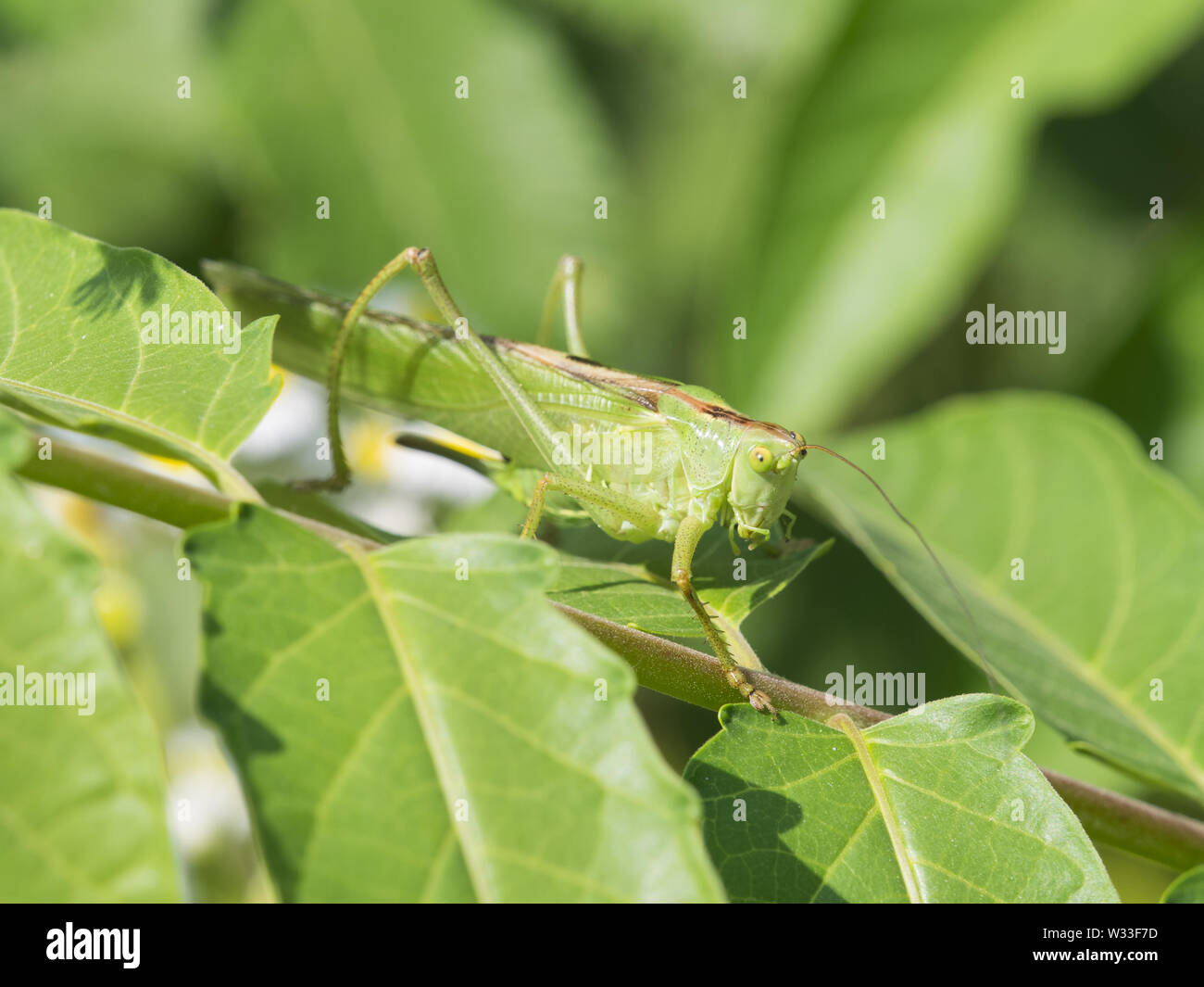 Big green Grasshopper camouflages itself with the surrounding leaves and vegetation Stock Photo
