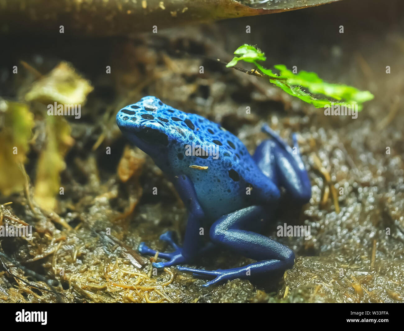 close up of a blue poison frog side on to camera Stock Photo