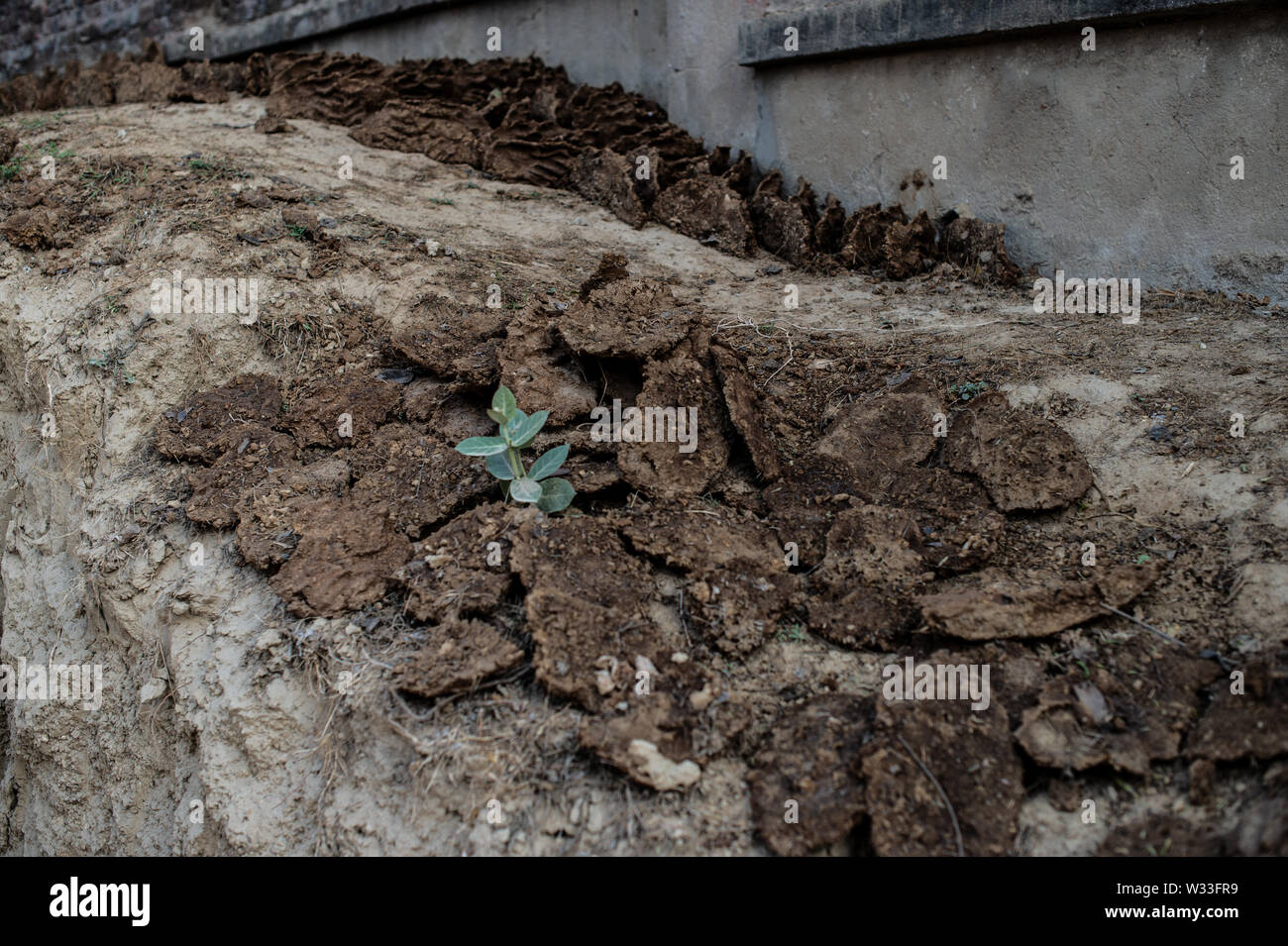 Dried cow dung hi-res stock photography and images - Alamy