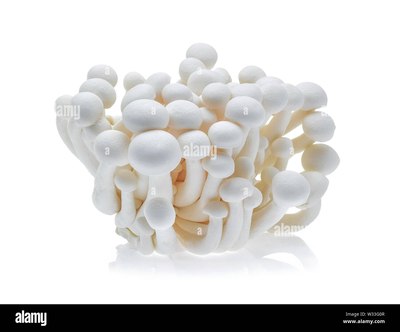 Shimeji mushroom, White beech mushrooms (Edible mushroom) isolated on