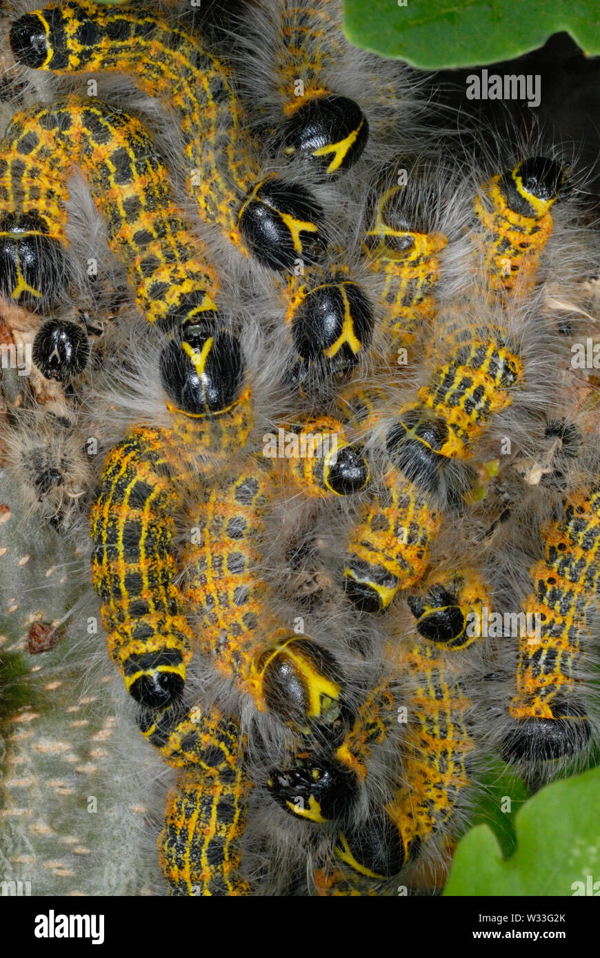 Buff-tip caterpillars (Phalera bucephala) swarm on a hazel bush on the Gower Peninsual, South Wales, UK Stock Photo