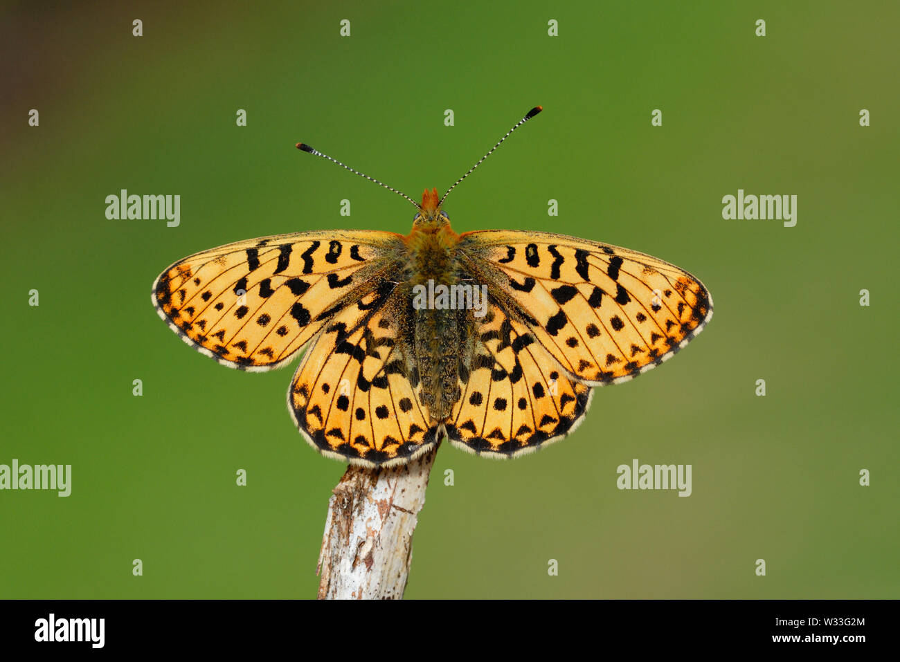 Pearl-bordered Fritillary (Boloria euphrosyne) in the woodland of Cwm Soden Nature Reserve, Pembrokeshire, Wales, UK Stock Photo