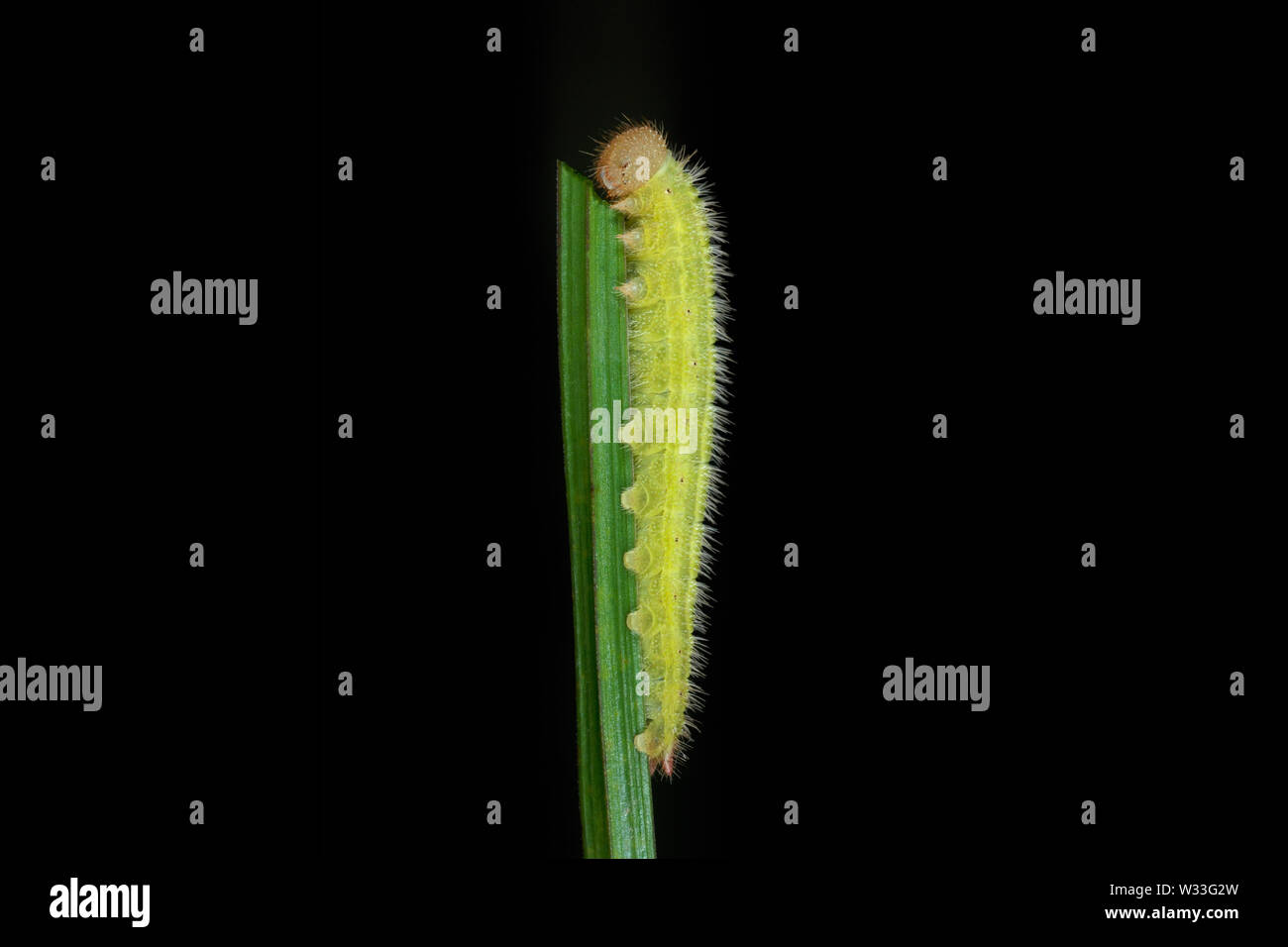 Marbled White butterfly caterpillar (Melanargia galathea) feeding on a blade of grass in Fonmell Down Nature Reserve, Dorset, England. Stock Photo