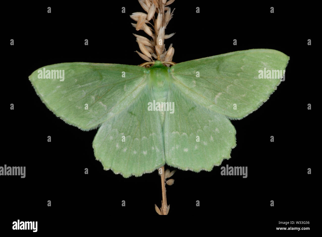 Large Emerald moth (Geometra papilionaria)  in Bernwood Meadows nature reserve, Oxfordshire, England Stock Photo
