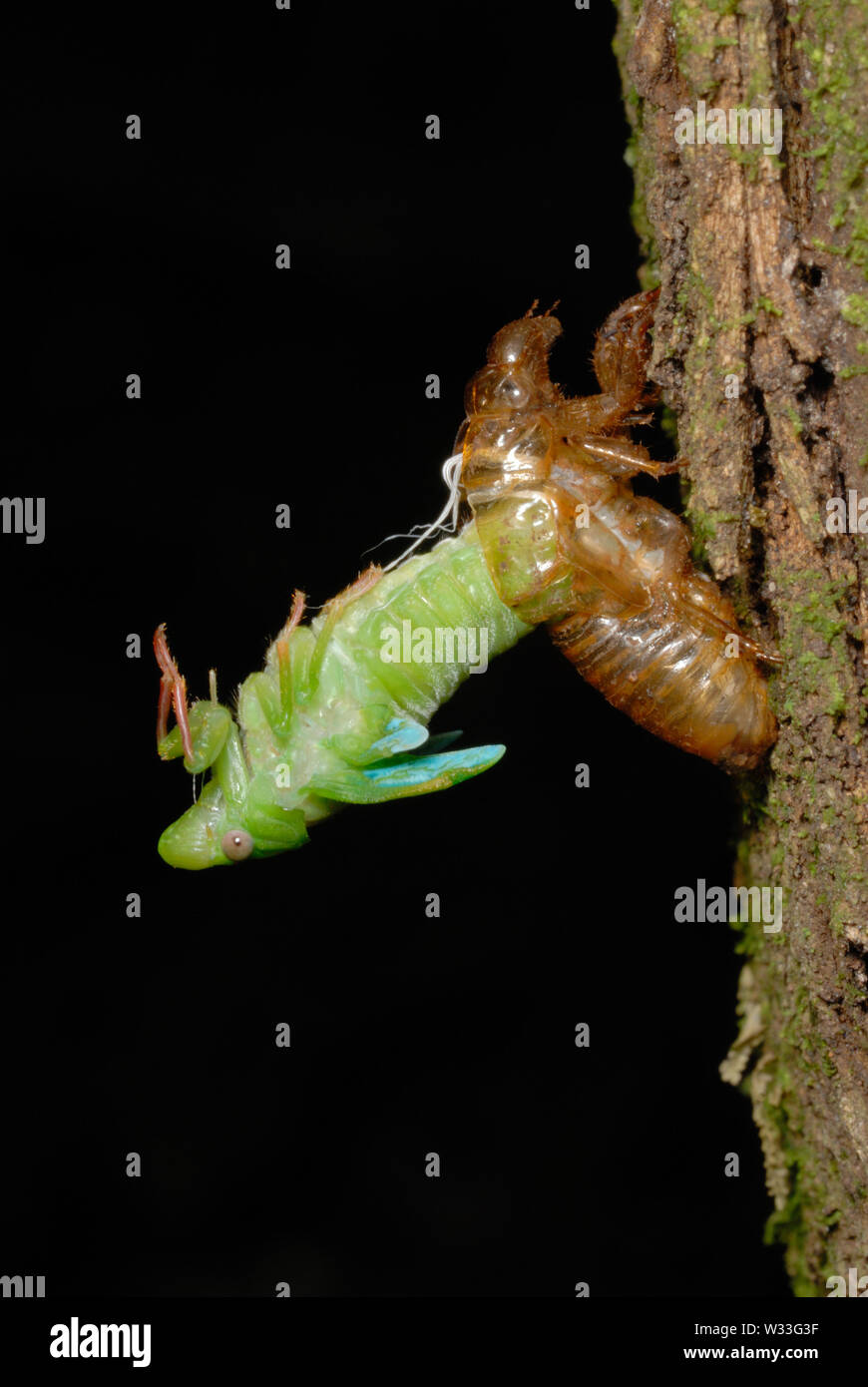 Green Cicada (Cicadoidea sp.) emerging from the larval case n Kibale National Park, Uganda. Third in sequence of seven. Stock Photo