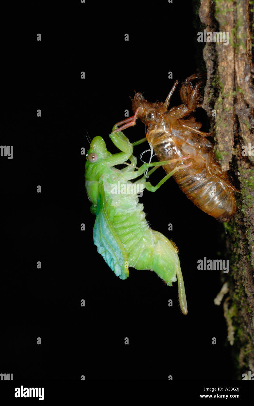 Green Cicada (Cicadoidea sp.) emerging from the larval case n Kibale National Park, Uganda. Fourth in sequence of seven. Stock Photo