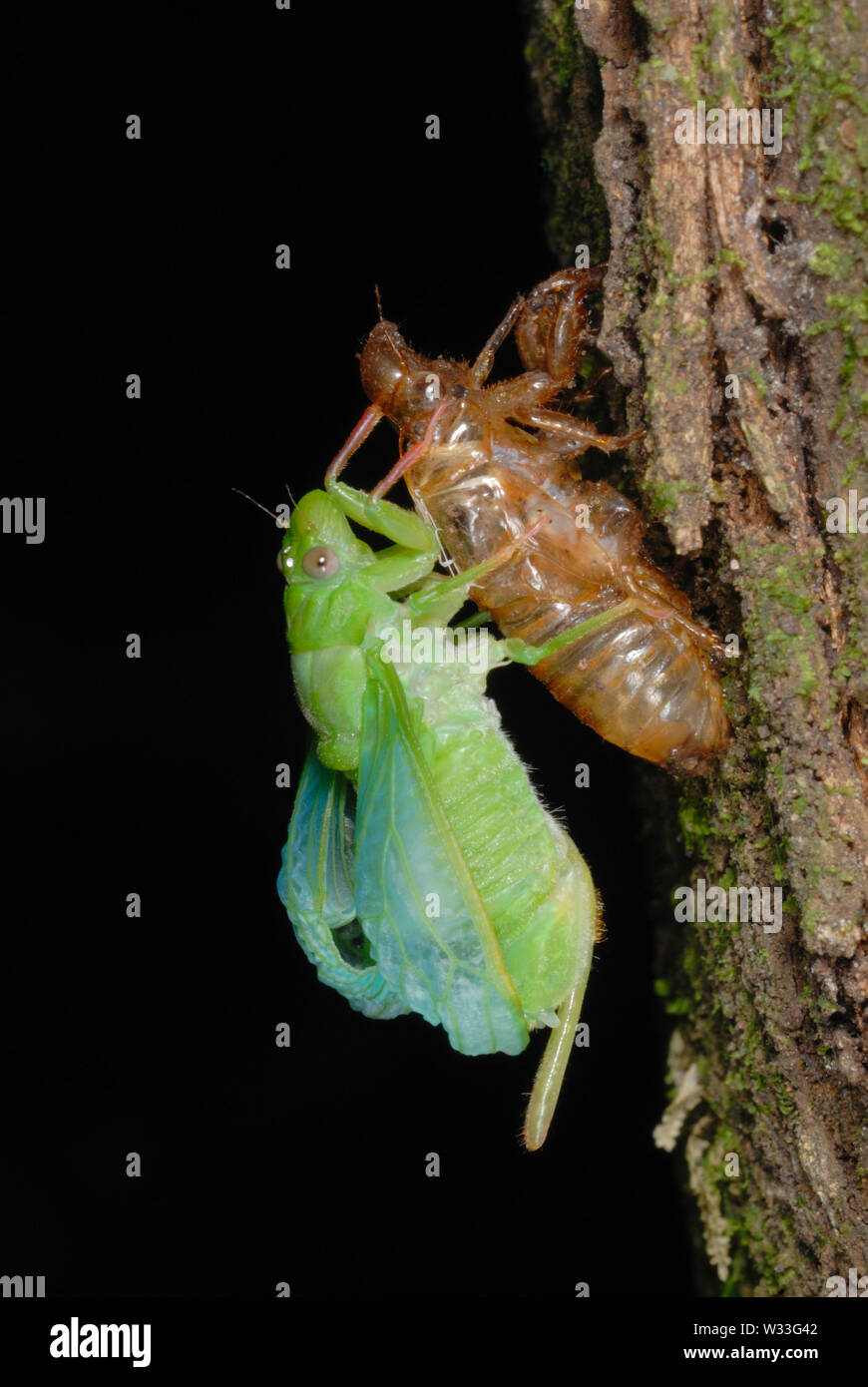 Green Cicada (Cicadoidea sp.) emerging from the larval case n Kibale National Park, Uganda. Fifth in sequence of seven. Stock Photo