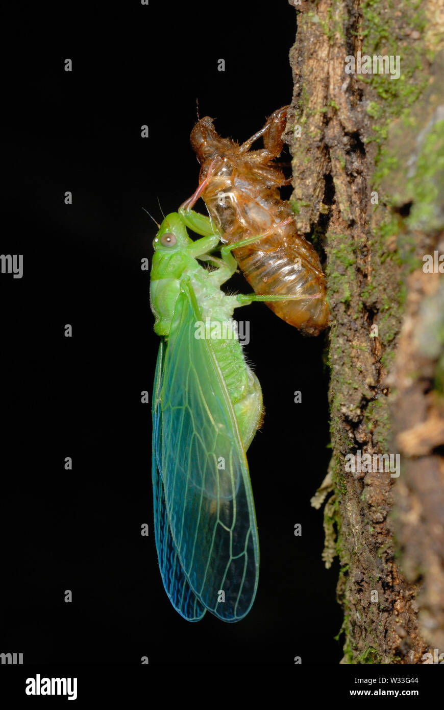 Green Cicada (Cicadoidea sp.) emerging from the larval case n Kibale National Park, Uganda. Sixth in sequence of seven. Stock Photo