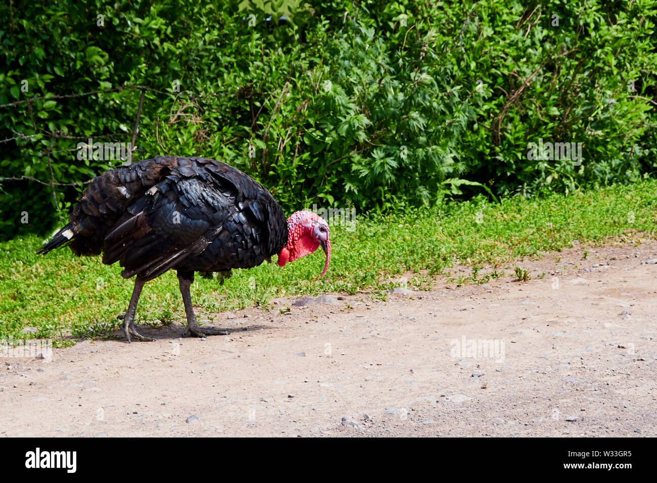 Summer. Day. Country yard. turkey and babies - turkeys. Adults and small birds. Pets. turkeys walking down the street Stock Photo
