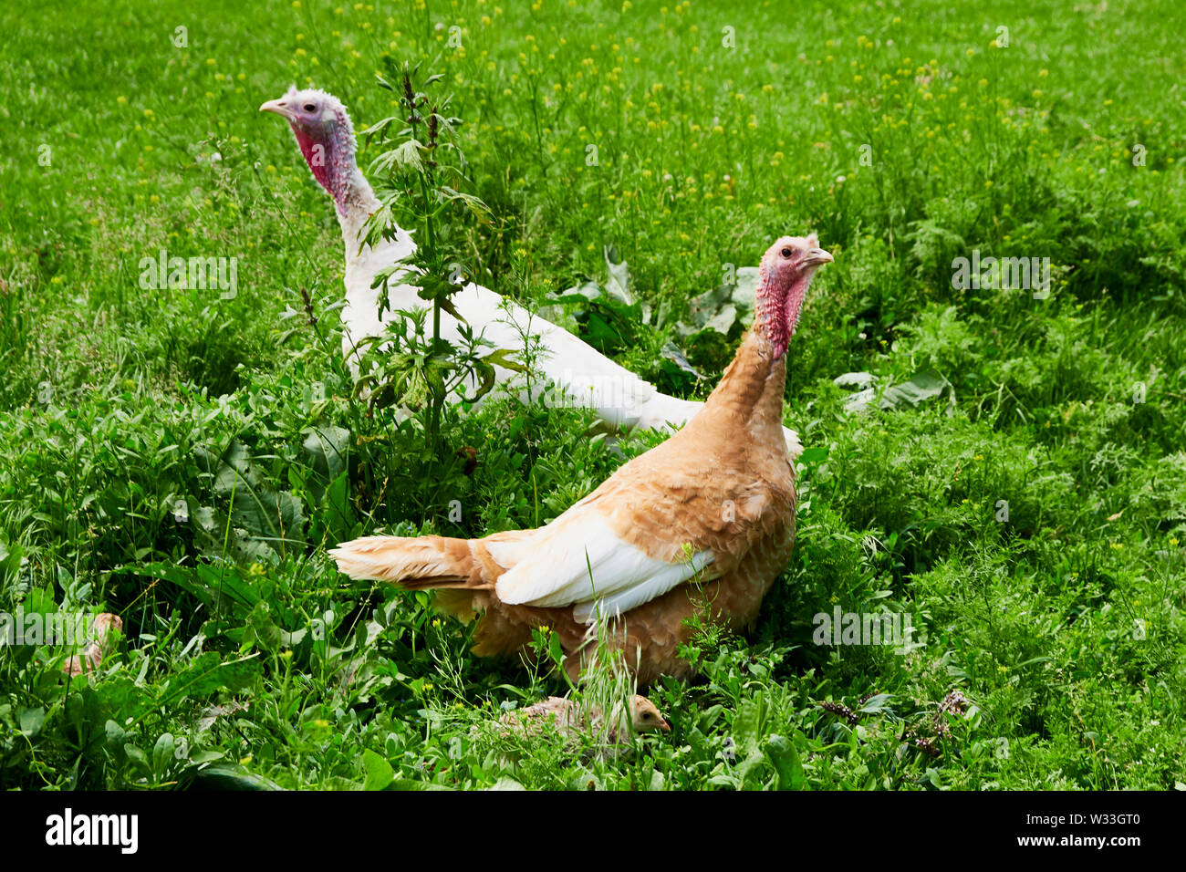 Summer. Day. Country yard. turkey and babies turkeys. Adults and