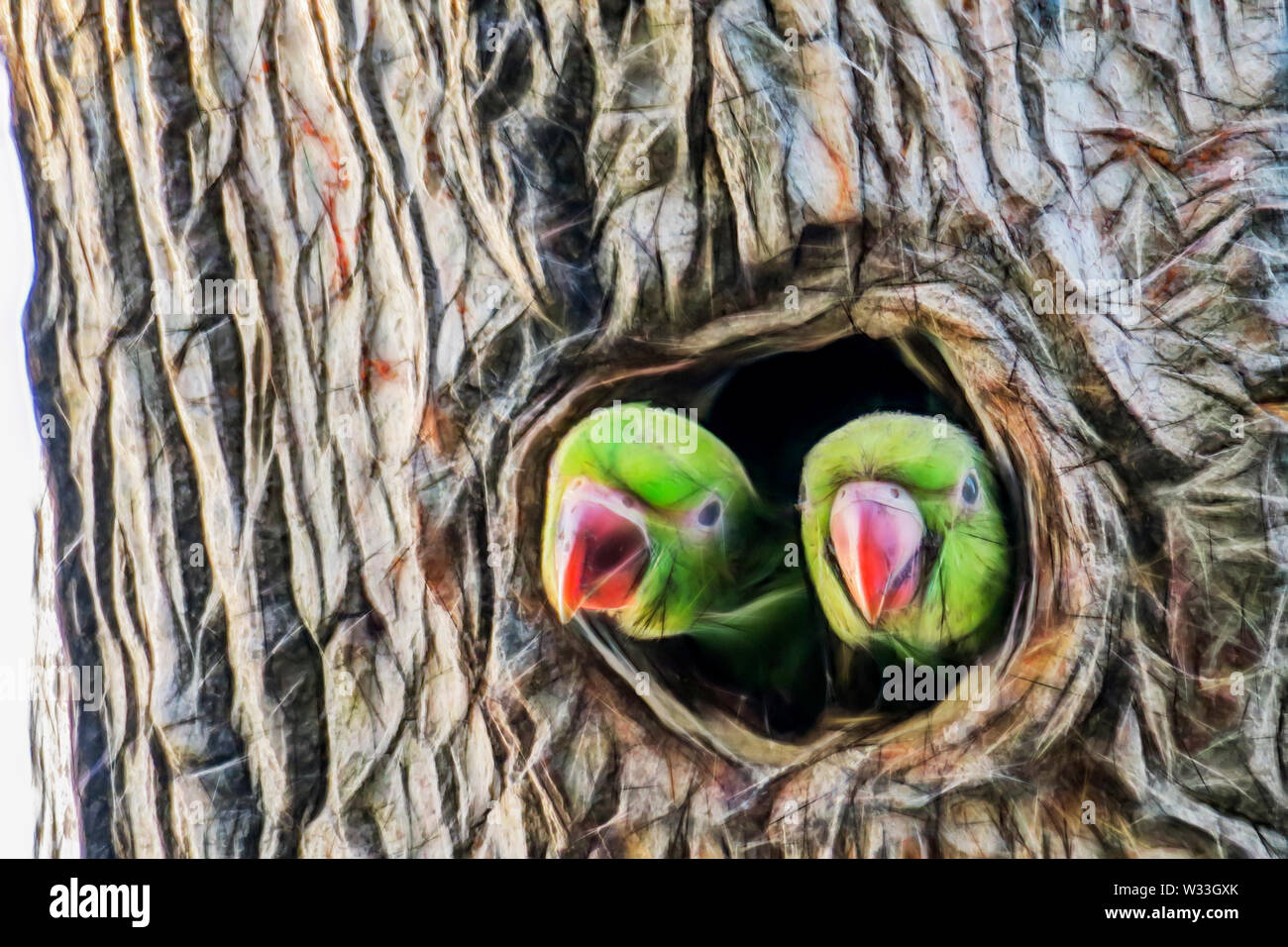 close up parrots in tree hole in nature Stock Photo Alamy
