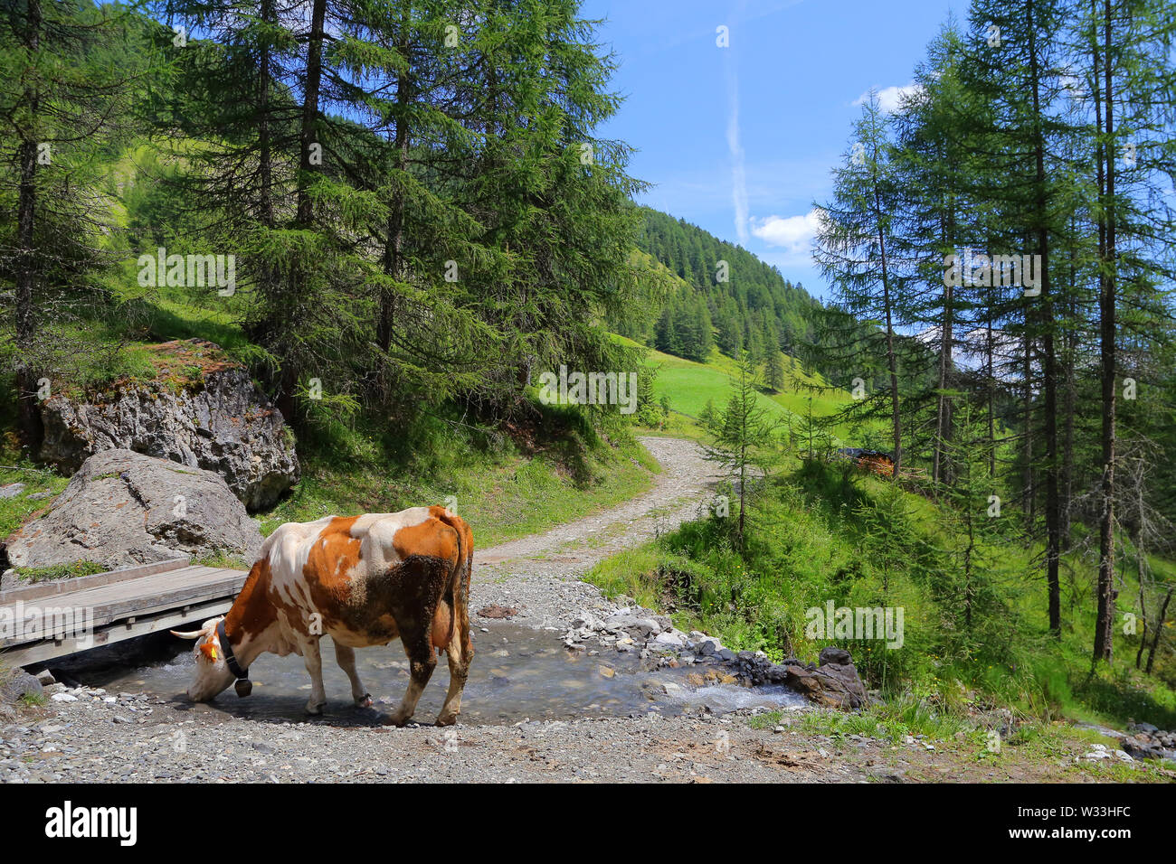 Cow on a meadow Stock Photo - Alamy
