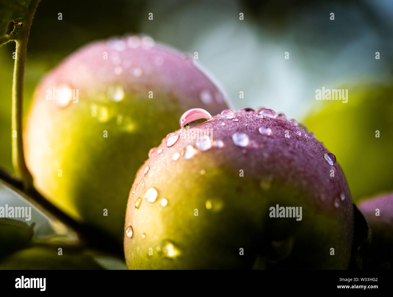 12 July 2019, Hessen, Frankfurt/Main: Morning dew has settled on ripening apples still hanging from the tree on the Lohrberg. Photo: Frank Rumpenhorst/dpa Stock Photo