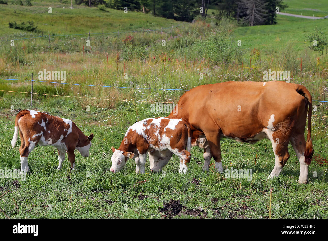 Cow on a meadow Stock Photo - Alamy