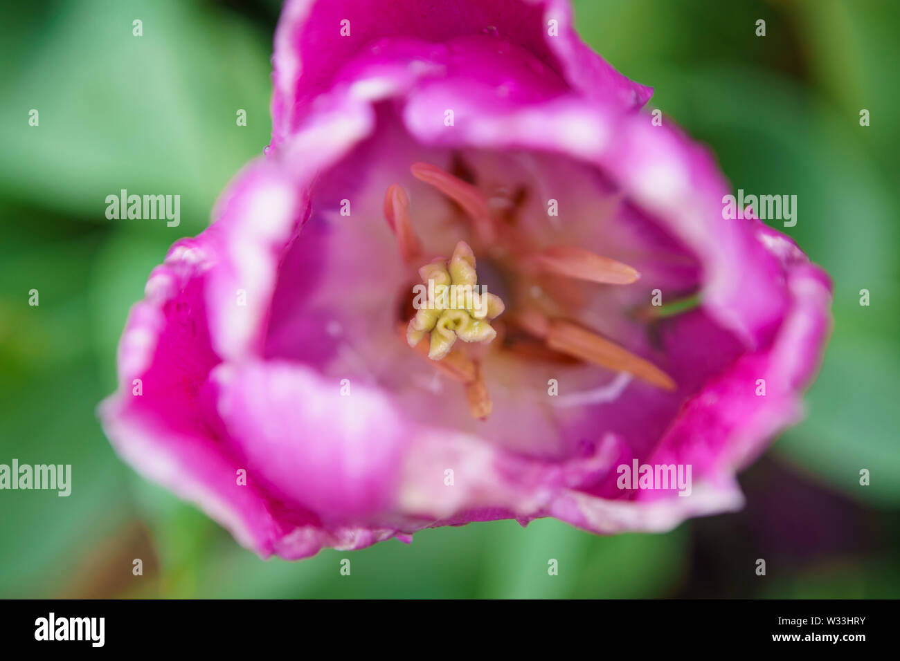 Dutch flower field bloom in spring season.Exotic decorative plants grow