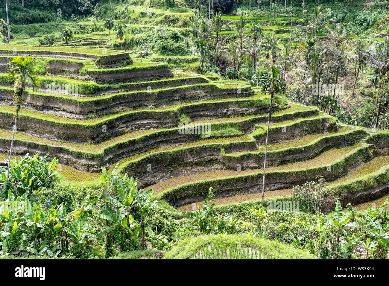Green rice terraces in rice fields on mountain near Ubud, tropical island Bali, Indonesia . Nature concept Stock Photo